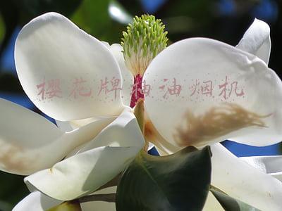 樱花牌抽油烟机