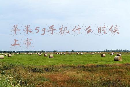 苹果5g手机什么时候上市
