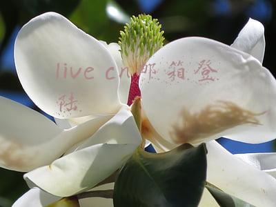live cn邮箱登陆