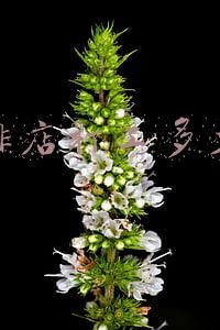 咖啡馆打工 在咖啡店打工要知道什么