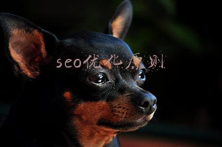 SEO优化是啥(什么是SEO?什么是搜索引擎优化？)