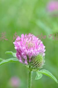 伊莱克斯咖啡壶的价格(伊莱克斯早餐吧EGBF-200)