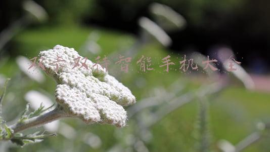 双卡双待智能手机大全