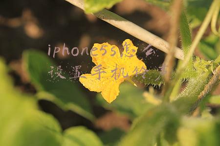 iphone5s怎么设置手机铃声