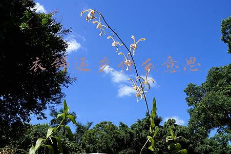 衣锦还乡什么意思