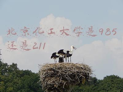 北京化工大学是985还是211在浙江招生多少分(北京最好考的双一流：北京化工大学、北京工业大学、首都师范大学)