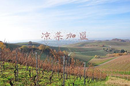 凉菜加盟
