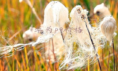 华为p9价格