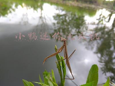 小鸭迷你洗衣机