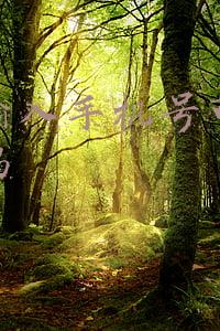 输入手机号查快递单号(没单号只有手机号怎么查快递？不如试试这个方法)