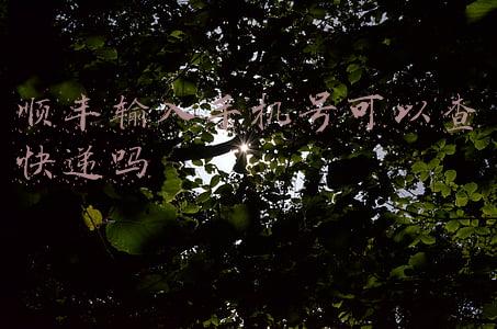 用手机号可以查快递吗(手机号码定位，如何根据手机号码定位找人追踪？)