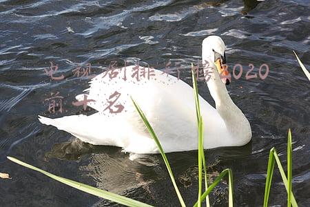 电视剧排行榜2020前十名