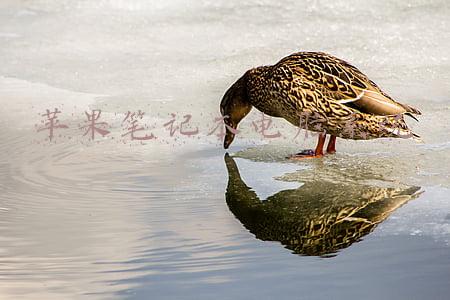 苹果笔记本电脑系统