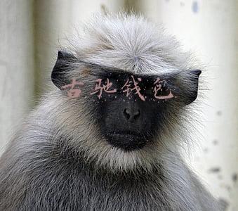 古驰钱包