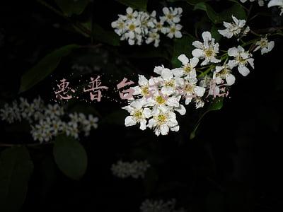 惠普台式电脑