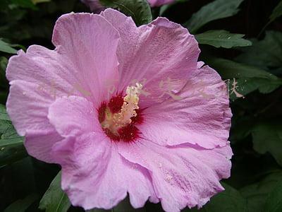 情人节限定皮肤