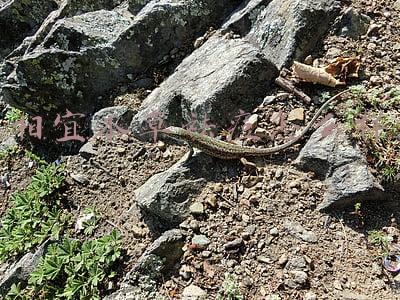 相宜本草祛痘怎么样