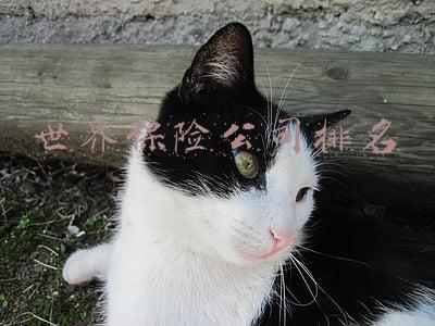 世界保险公司排名