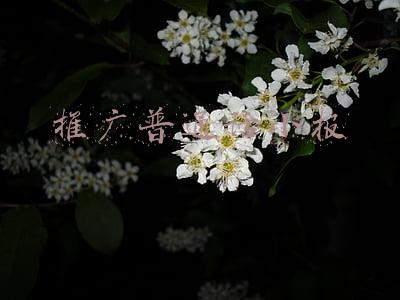 推广普通话小报内容怎么写(做中国人 讲普通话——万安小学第24届“推普周”倡议书)