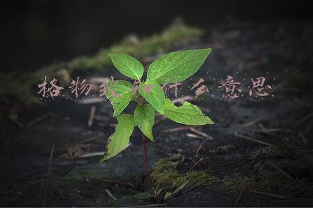 格物致知什么意思