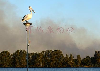 可瑞康奶粉勺子颜色(育儿园：4个国家，8种版本的爱他美奶粉大PK，看完你会选哪种？)