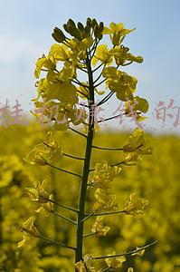 可以挂机赚钱的手游有哪些(盘点2021年那些游戏可以自由交易 腾讯及网易的游戏哪个更好搬砖)