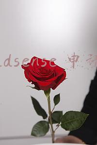 adsense 申请