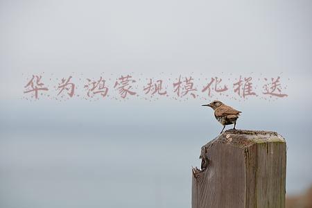 华为鸿蒙规模化推送