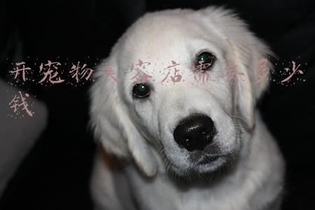 开个宠物美容店要多少资金_宠物美容店投资需要多少钱