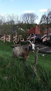 单反相机什么意思