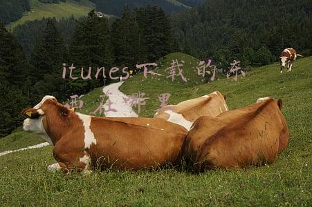 itunes下载的东西在哪里
