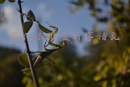 笔记本键盘打字错乱