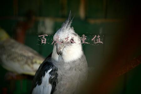百度权重值