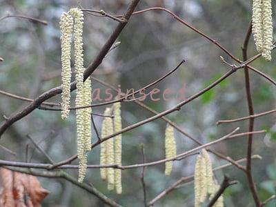 asinseed