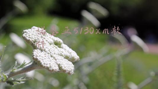 诺基亚刷机软件(诺基亚X6（6.1 Plus）获刷机神器TWRP官方适配)