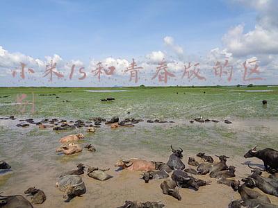 小米1代和1s有什么区别(「机型发展史02」雷军的高端梦：小米数字系列盘点（小米1~11）)