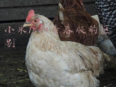 小米青春版有什么区别(小米10s和小米11青春版哪个好区别在哪 参数对比性能谁更强)
