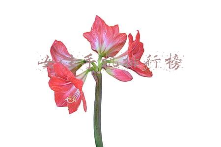 女性手机排行榜
