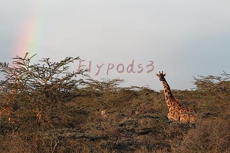 Flypods3