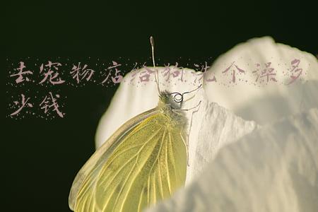 去宠物店给狗洗个澡多少钱