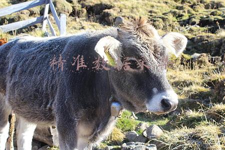 精准数据采集信息表(方城县拐河镇组织开展信息精准采集录入工作)