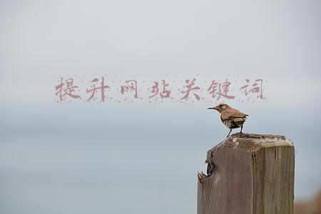 如何做好网站关键词优化(网站如何优化关键词？)