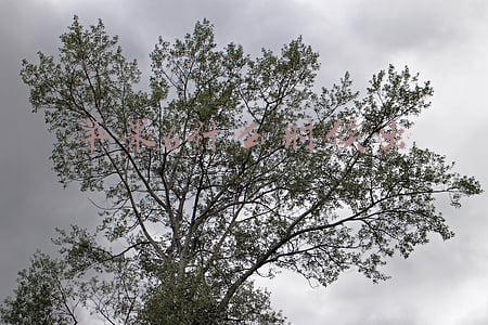苹果6什么时候出的(苹果手机历代价格表)