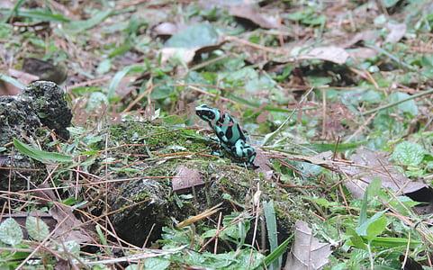 b站视频怎么下载到本地(在b站保存下来的视频，怎么去掉水印？)