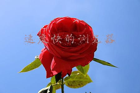 速度快的浏览器