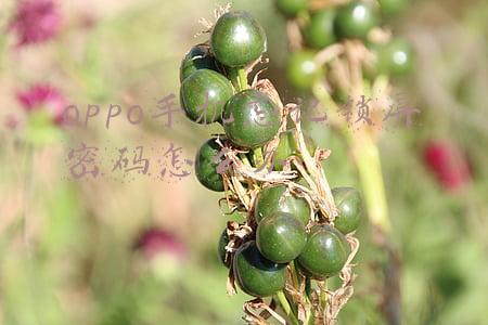 oppo手机忘记锁屏密码怎么办不清除数据(oppoR9sk忘记锁屏密码怎么办呢？)