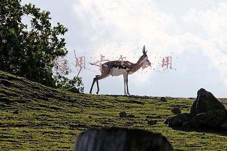 信用卡怎么用的(信用卡怎么使用？)