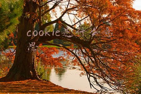cookie是什么意思