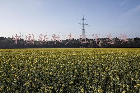 中国新歌声冠军是谁
