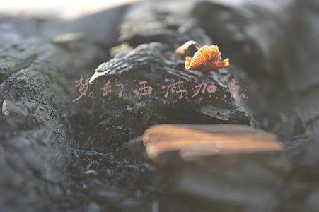 梦幻西游加点重置(梦幻西游：人物属性点详解及重置方法)
